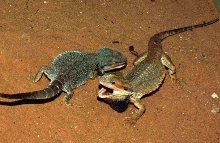 Fight!   Fight!   Fight!