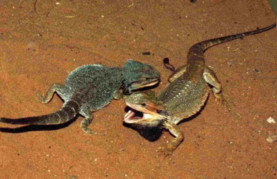 Fight!   Fight!   Fight!