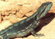 Western Bearded Dragon