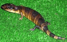 Western Bluetongue Skink