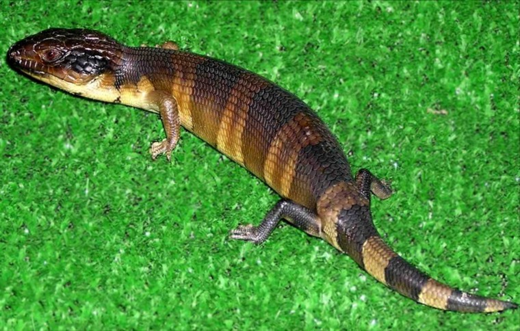 Western Bluetongue Skink