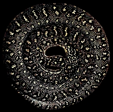 Diamond Python
