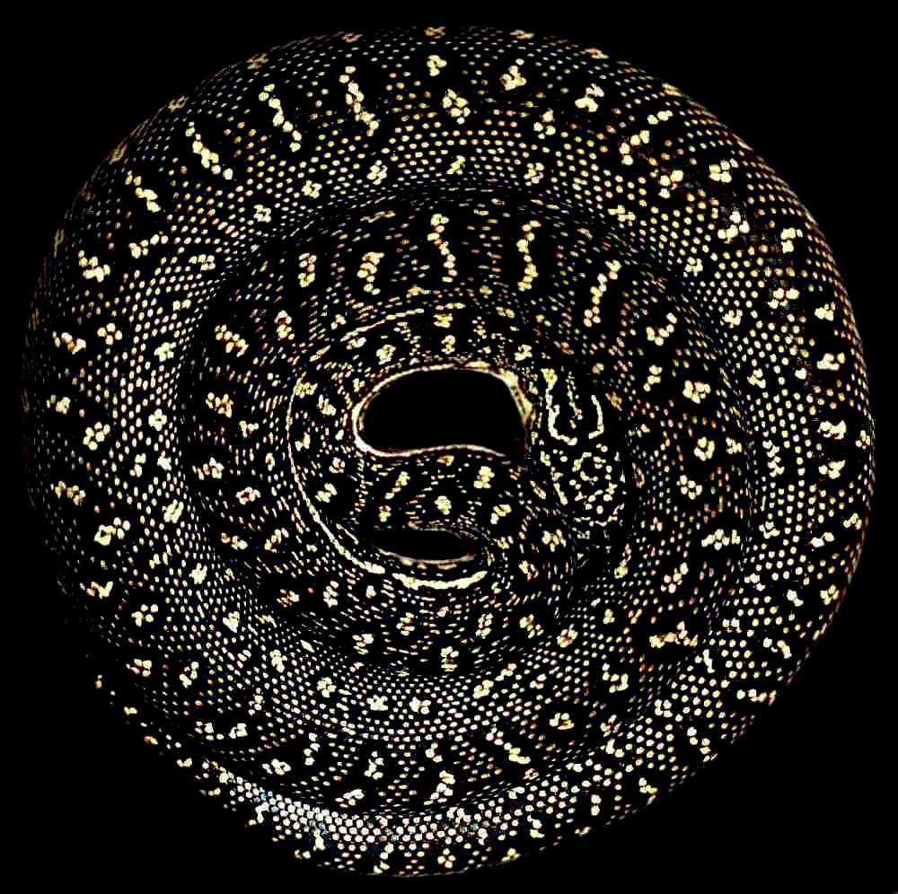 Diamond Python