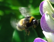 Bumble Bee