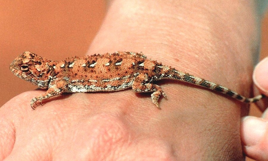 Earless Dragon