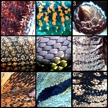 Can You Identify ???