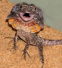 frillyJuvenile