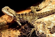 Eastern Water Dragon Juvenile