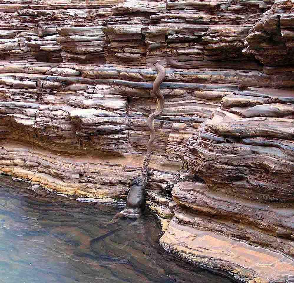 Kangaroo Fishing!