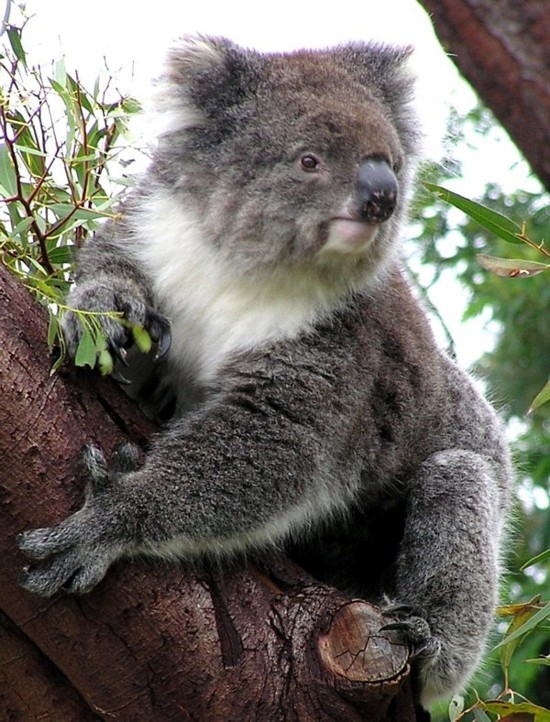 Koala