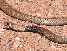 Peninsula Brown Snake