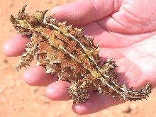 Quite a Handfull !