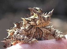 Thorny Devil