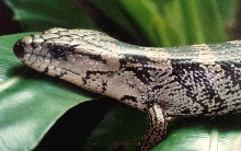 Pink-tongued Skink