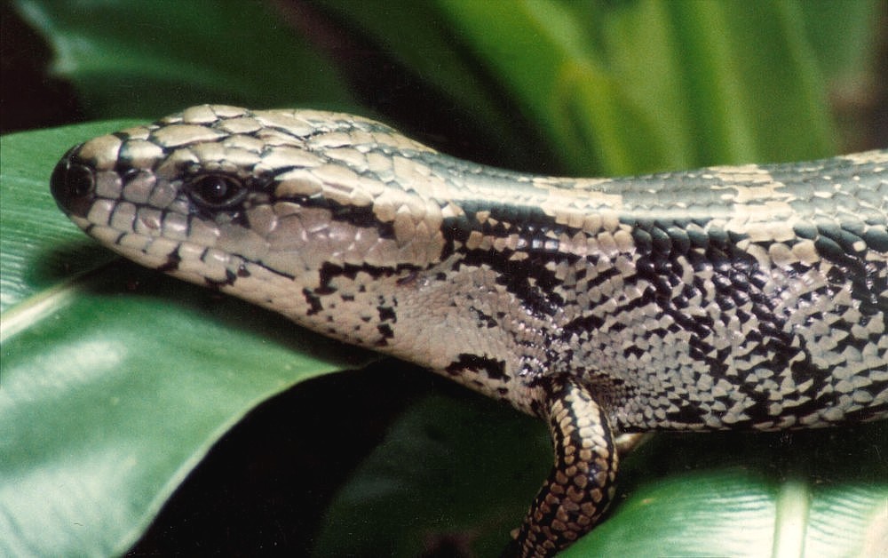 Pink-tongued Skink