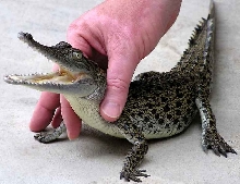 Saltwater Crocodile Juvenile