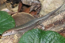 Garden Skink