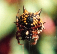What am I?