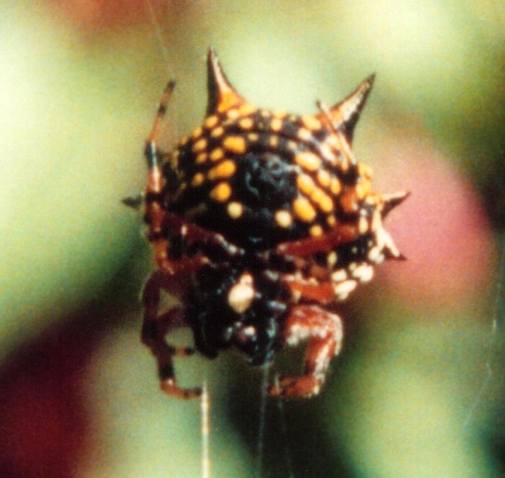 What am I?