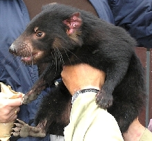 Tasmanian Devil