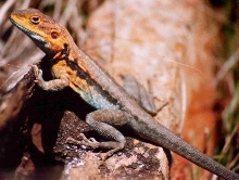 This Lizard Rocks!