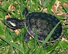 Northern Yellow-faced Turtle