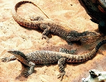 Sand Goannas