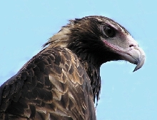 Australian Wedge-tailed Eagle