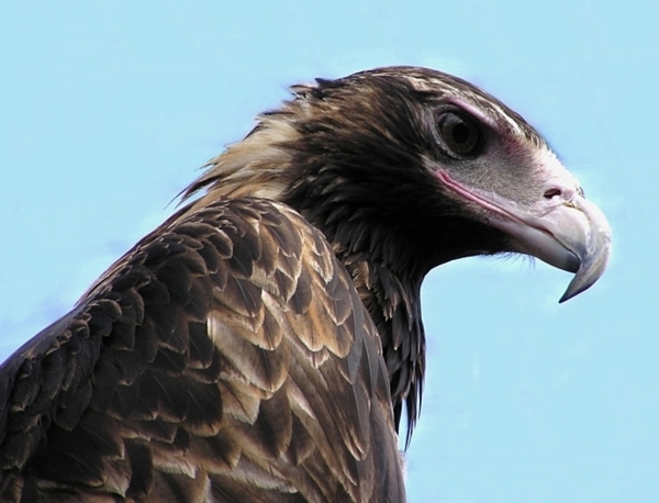 Australian Wedge-tailed Eagle