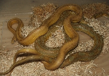 Amber Stripe x "Green" Caramel Motley