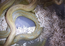 Amber Stripe x "Green" Caramel Motley
