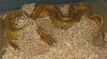 Amber Stripe x Caramel Motley