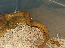 Amber Stripe x Caramel Motley