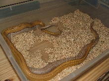 Amber Stripe x Ghost MotleyPinstripe