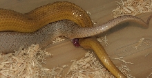 Amber Stripe x Ghost MotleyPinstripe