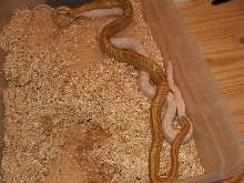Amber Stripe x Hypo Opal