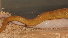 Amber Stripe x Hypo Opal