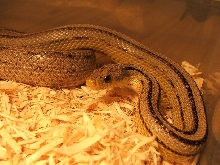 Anery Stripe