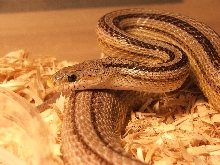 Anery Stripe