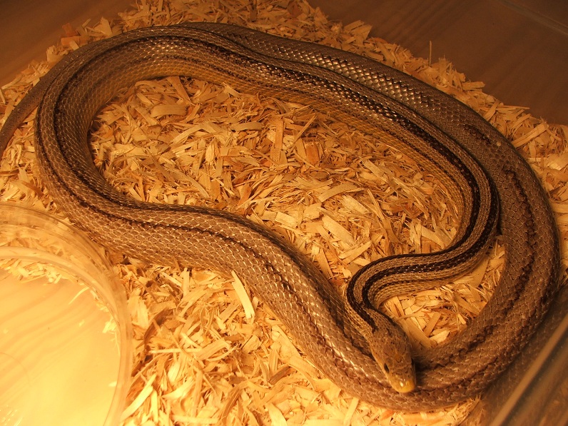 Anery Stripe