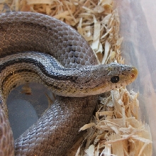 Anery Stripe