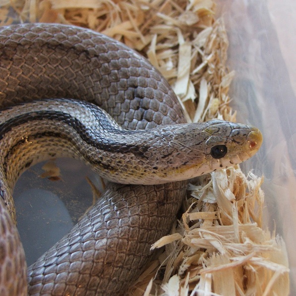 Anery Stripe