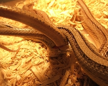 Anery Stripes Breeding