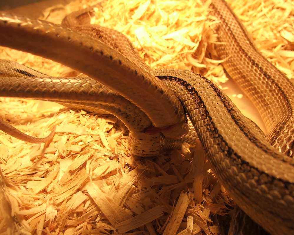 Anery Stripes Breeding