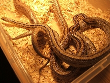 Anery Stripes Breeding