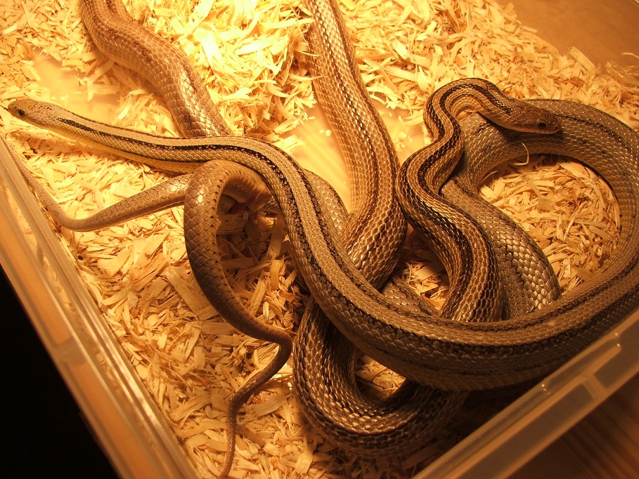 Anery Stripes Breeding