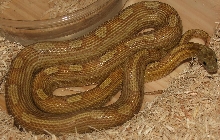 Caramel Motley