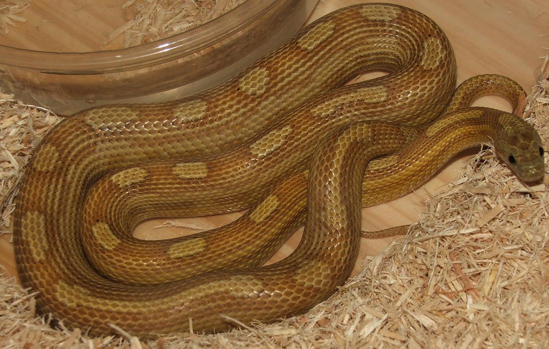 Caramel Motley