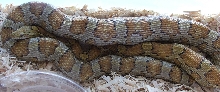 Caramel Female