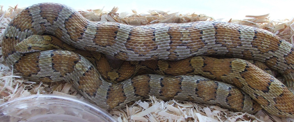 Caramel Female